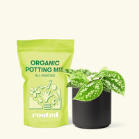 Small Scindapsus Silvery Ann (Scindapsus pictus 'Argyraeus') in a black cylinder pot and a bag of soil.