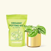 Small Scindapsus Silvery Ann (Scindapsus pictus 'Argyraeus') in a gold cylinder pot and a bag of soil.