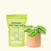 Small Scindapsus Silvery Ann (Scindapsus pictus 'Argyraeus') in a peach cylinder pot and a bag of soil.