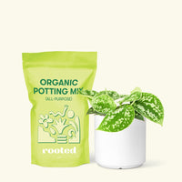 Small Scindapsus Silvery Ann (Scindapsus pictus 'Argyraeus') in a white cylinder pot and a bag of soil.