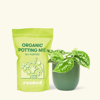 Small Scindapsus Silvery Ann (Scindapsus pictus 'Argyraeus') in a green rounded pot and a bag of soil.