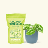 Small Scindapsus Silvery Ann (Scindapsus pictus 'Argyraeus') in a indigo rounded pot and a bag of soil.