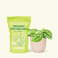 Small Scindapsus Silvery Ann (Scindapsus pictus 'Argyraeus') in a pink rounded pot and a bag of soil.