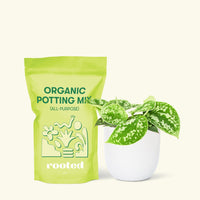 Small Scindapsus Silvery Ann (Scindapsus pictus 'Argyraeus') in a white rounded pot and a bag of soil.