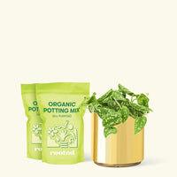 Medium Scindapsus 'Silvery Ann' (Scindapsus pictus 'Argyraeus') in a gold cylinder pot and two bag of soil.