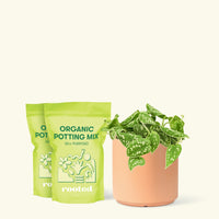 Medium Scindapsus 'Silvery Ann' (Scindapsus pictus 'Argyraeus') in a peach cylinder pot and two bag of soil.