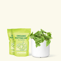 Medium Scindapsus 'Silvery Ann' (Scindapsus pictus 'Argyraeus') in a white cylinder pot and two bag of soil.