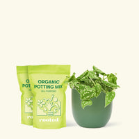 Medium Scindapsus 'Silvery Ann' (Scindapsus pictus 'Argyraeus') in a green rounded pot and two bag of soil.