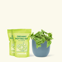 Medium Scindapsus 'Silvery Ann' (Scindapsus pictus 'Argyraeus') in a indigo rounded pot and two bag of soil.