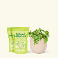 Medium Scindapsus 'Silvery Ann' (Scindapsus pictus 'Argyraeus') in a pink rounded pot and two bag of soil.