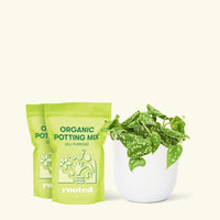 Medium Scindapsus 'Silvery Ann' (Scindapsus pictus 'Argyraeus') in a white rounded pot and two bag of soil.