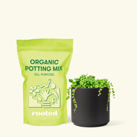 Small String of Pearls Succulent (Senecio rowleyanus) in a black cylinder pot and a bag of soil.