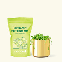 Small String of Pearls Succulent (Senecio rowleyanus) in a gold cylinder pot and a bag of soil.