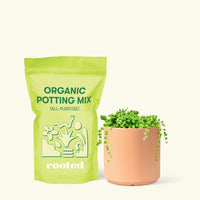 Small String of Pearls Succulent (Senecio rowleyanus) in a peach cylinder pot and a bag of soil.