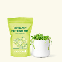 Small String of Pearls Succulent (Senecio rowleyanus) in a white cylinder pot and a bag of soil.