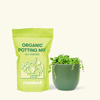 Small String of Pearls Succulent (Senecio rowleyanus) in a green rounded pot and a bag of soil.