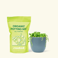 Small String of Pearls Succulent (Senecio rowleyanus) in a indigo rounded pot and a bag of soil.