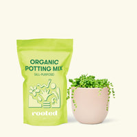 Small String of Pearls Succulent (Senecio rowleyanus) in a pink rounded pot and a bag of soil.