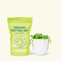 Small String of Pearls Succulent (Senecio rowleyanus) in a white rounded pot and a bag of soil.