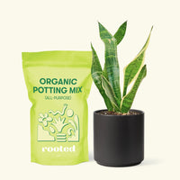 Small Snake Plant (Sansevieria laurentii) in a black cylinder pot and a bag of soil.