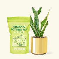 Small Snake Plant (Sansevieria laurentii) in a gold cylinder pot and a bag of soil.