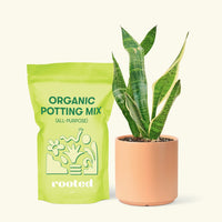 Small Snake Plant (Sansevieria laurentii) in a peach cylinder pot and a bag of soil.