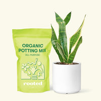 Small Snake Plant (Sansevieria laurentii) in a white cylinder pot and a bag of soil.
