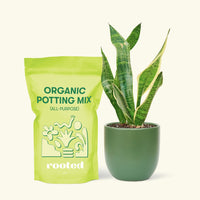 Small Snake Plant (Sansevieria laurentii) in a green rounded pot and a bag of soil.