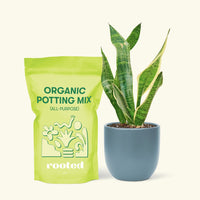 Small Snake Plant (Sansevieria laurentii) in a indigo rounded pot and a bag of soil.