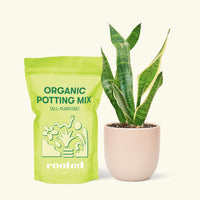 Small Snake Plant (Sansevieria laurentii) in a pink rounded pot and a bag of soil.