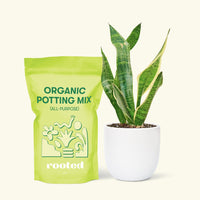 Small Snake Plant (Sansevieria laurentii) in a white rounded pot and a bag of soil.