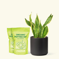 Medium Snake Plant 'Laurentii' (Sansevieria laurentii) in a black cylinder pot and two bag of soil.