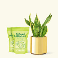 Medium Snake Plant 'Laurentii' (Sansevieria laurentii) in a gold cylinder pot and two bag of soil.