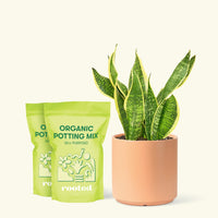 Medium Snake Plant 'Laurentii' (Sansevieria laurentii) in a peach cylinder pot and two bag of soil.