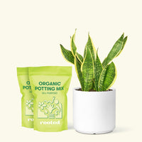 Medium Snake Plant 'Laurentii' (Sansevieria laurentii) in a white cylinder pot and two bag of soil.