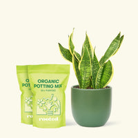 Medium Snake Plant 'Laurentii' (Sansevieria laurentii) in a green rounded pot and two bag of soil.