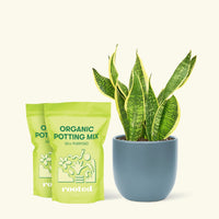 Medium Snake Plant 'Laurentii' (Sansevieria laurentii) in a indigo rounded pot and two bag of soil.