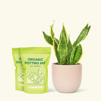 Medium Snake Plant 'Laurentii' (Sansevieria laurentii) in a pink rounded pot and two bag of soil.