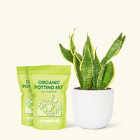 Medium Snake Plant 'Laurentii' (Sansevieria laurentii) in a white rounded pot and two bag of soil.