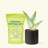 a bag of soil. Small Moonshine Snake Plant (Sansevieria trifasciata 'Moonshine') in a black cylinder pot and a bag of soil.