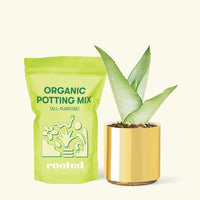 Small Moonshine Snake Plant (Sansevieria trifasciata 'Moonshine') in a gold cylinder pot and a bag of soil.
