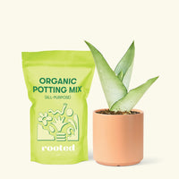 Small Moonshine Snake Plant (Sansevieria trifasciata 'Moonshine') in a peach cylinder pot and a bag of soil.