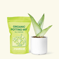 Small Moonshine Snake Plant (Sansevieria trifasciata 'Moonshine') in a white cylinder pot and a bag of soil.