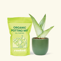 Small Moonshine Snake Plant (Sansevieria trifasciata 'Moonshine') in a green rounded pot and a bag of soil.