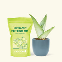 Small Moonshine Snake Plant (Sansevieria trifasciata 'Moonshine') in a indigo rounded pot and a bag of soil.