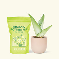 Small Moonshine Snake Plant (Sansevieria trifasciata 'Moonshine') in a pink rounded pot and a bag of soil.