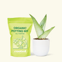 Small Moonshine Snake Plant (Sansevieria trifasciata 'Moonshine') in a white rounded pot and a bag of soil.