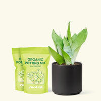 Medium Moonshine Snake Plant (Sansevieria trifasciata 'Moonshine') in a black cylinder pot and two bag of soil.