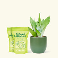 Medium Moonshine Snake Plant (Sansevieria trifasciata 'Moonshine') in a green rounded pot and two bag of soil.