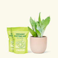 Medium Moonshine Snake Plant (Sansevieria trifasciata 'Moonshine') in a pink rounded pot and two bag of soil.